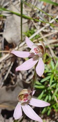 Caladenia variegata