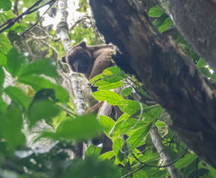 Dendrolagus lumholtzi