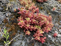 Sedum oreganum