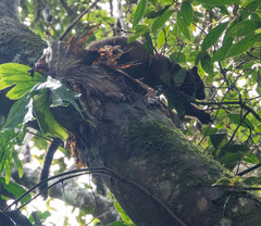 Dendrolagus lumholtzi