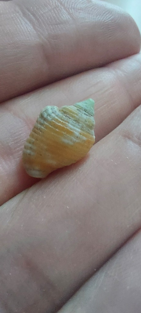 West Indian Dovesnail