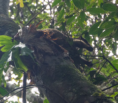 Dendrolagus lumholtzi