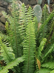 Nephrolepis