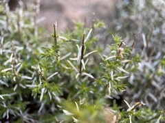 Galium angustifolium