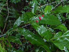 Alpinia intermedia
