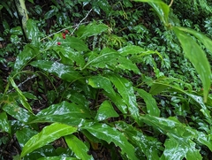 Alpinia intermedia