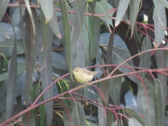 Phylloscopus trochilus