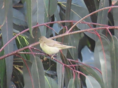 Phylloscopus trochilus