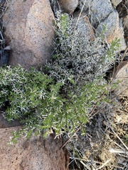 Galium angustifolium
