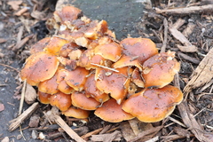Flammulina