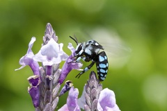 Thyreus caeruleopunctatus