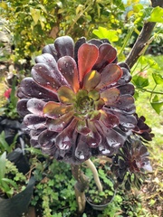 Aeonium