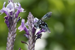 Thyreus caeruleopunctatus