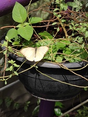 Ascia monuste monuste