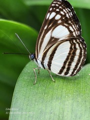 Lasippa illigera illigera