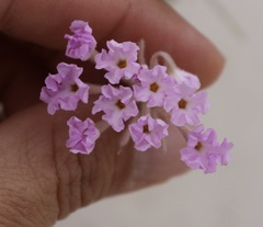 Abronia angustifolia