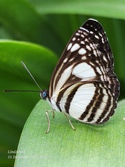 Lasippa illigera illigera