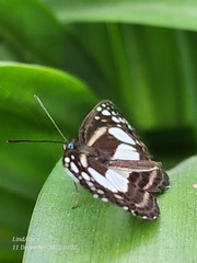 Lasippa illigera illigera