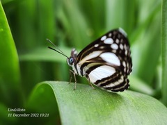 Lasippa illigera illigera