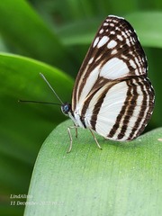 Lasippa illigera illigera