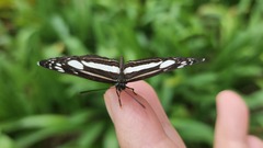 Lasippa illigera illigera