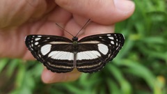 Lasippa illigera illigera