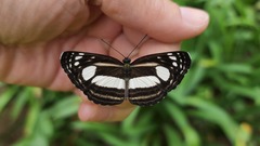 Lasippa illigera illigera