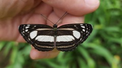 Lasippa illigera illigera