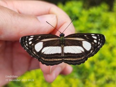 Lasippa illigera illigera