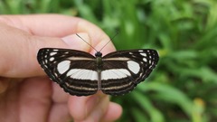 Lasippa illigera illigera