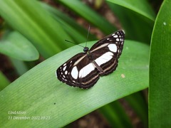 Lasippa illigera illigera