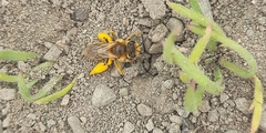 Leioproctus fulvescens