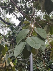Ficus rubiginosa