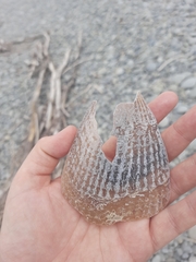 Atrina zelandica
