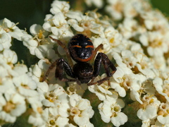 Synema globosum