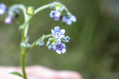 Cynoglossum australe