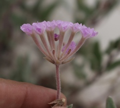 Abronia angustifolia