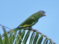 Brotogeris versicolurus