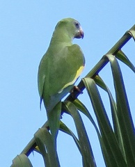 Brotogeris versicolurus