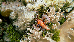 Pterois antennata