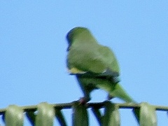 Brotogeris versicolurus