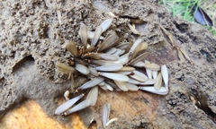 Reticulitermes speratus