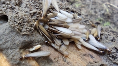 Reticulitermes speratus