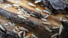 Reticulitermes speratus