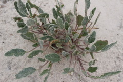 Abronia angustifolia