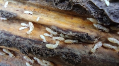 Reticulitermes speratus