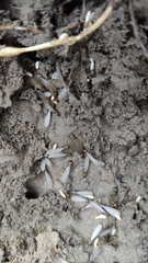 Reticulitermes speratus