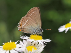 Satyrium acaciae