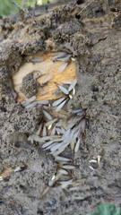 Reticulitermes speratus