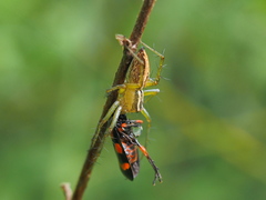 Oxyopes lineatus